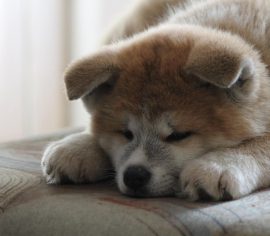 13 giống chó dễ thương của Nhật Bản