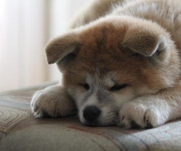 13 giống chó dễ thương của Nhật Bản