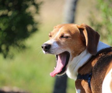 Những điều chủ sở hữu chó Beagles cần cân nhắc