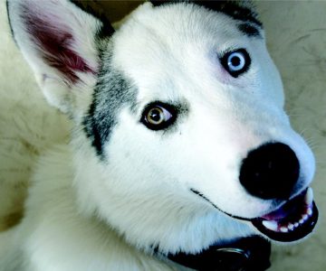 15 giống chó đẹp ấn tượng với đôi mắt xanh