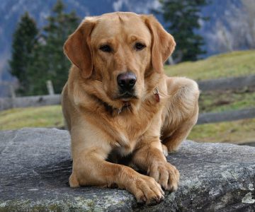7 cách chăm sóc giống chó Labrador