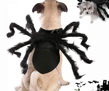 Trang trí halloween cho chó