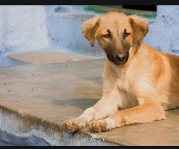 21 giống chó ngoại lai từ Ấn Độ