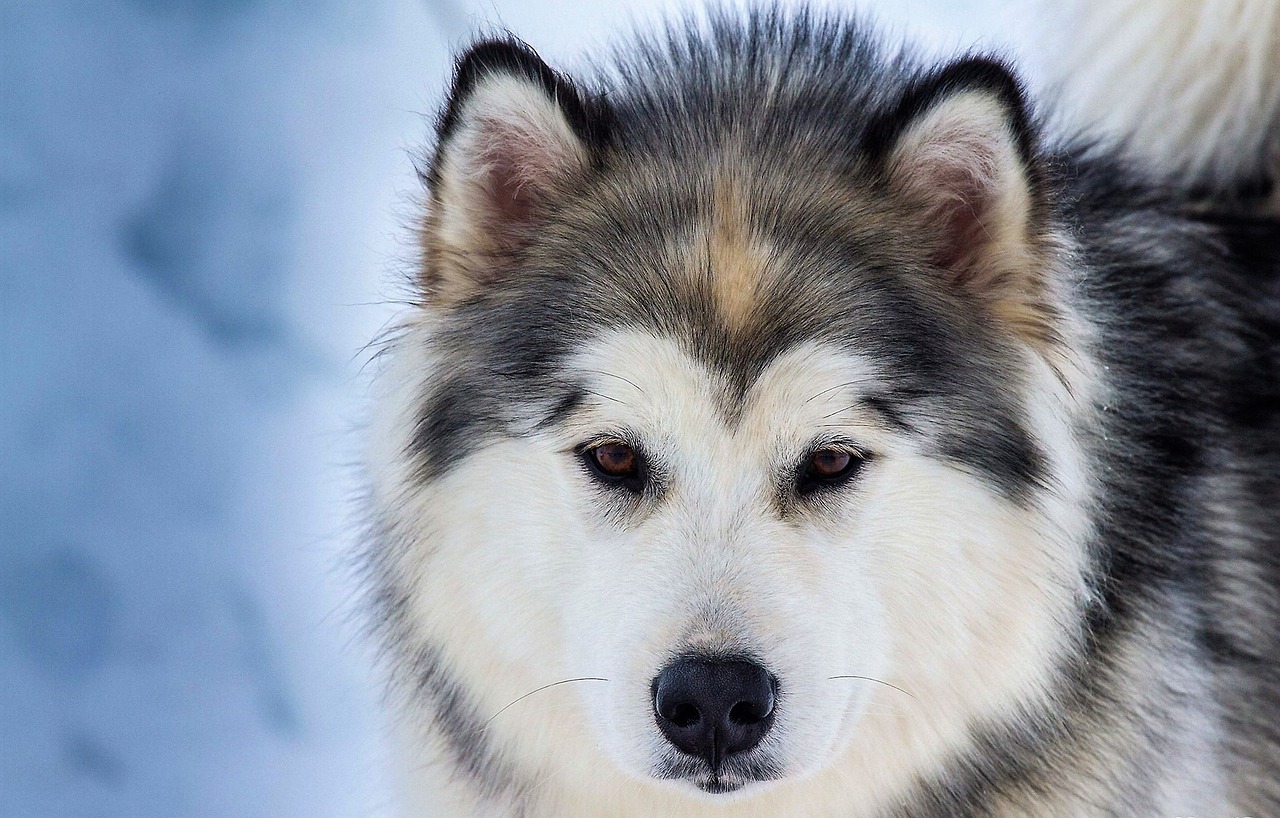 Những hình ảnh Chó Husky Sibir
