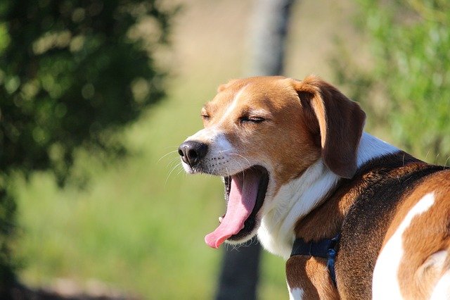 Những điều chủ sở hữu chó Beagles cần cân nhắc