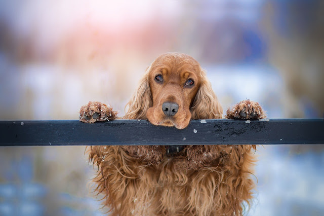 Giống Chó Cocker Spaniel