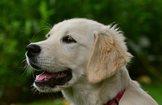 Giống Chó Golden Retriever