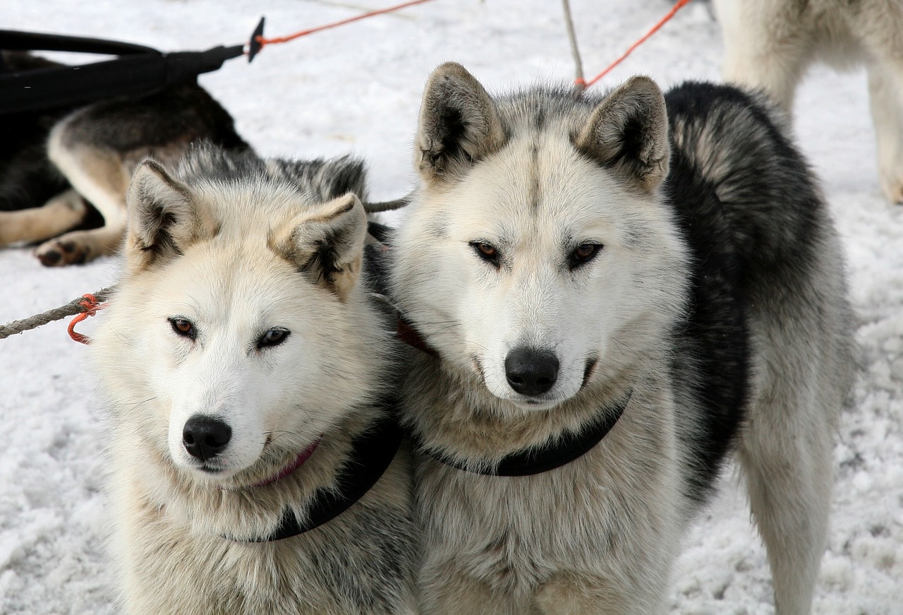 Những hình ảnh Chó Husky Sibir