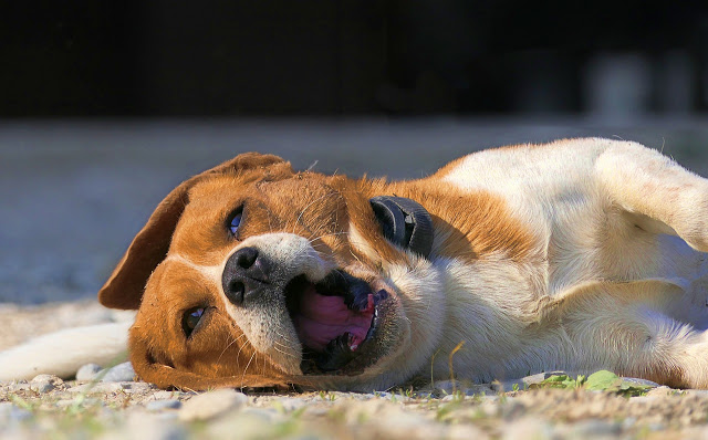  Giống Chó Beagle