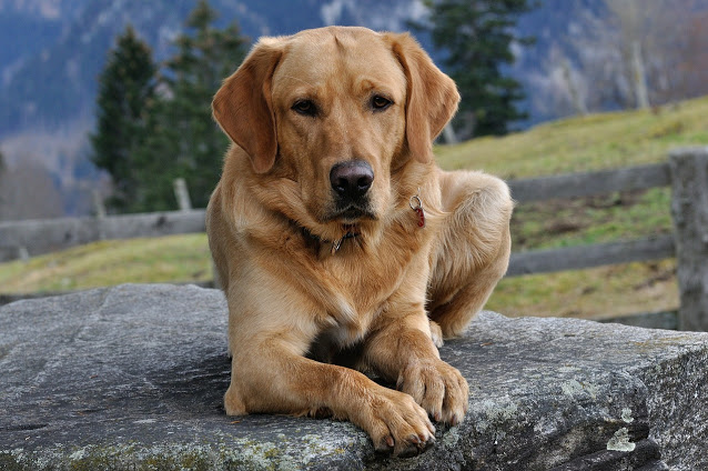 7 cách chăm sóc giống chó Labrador