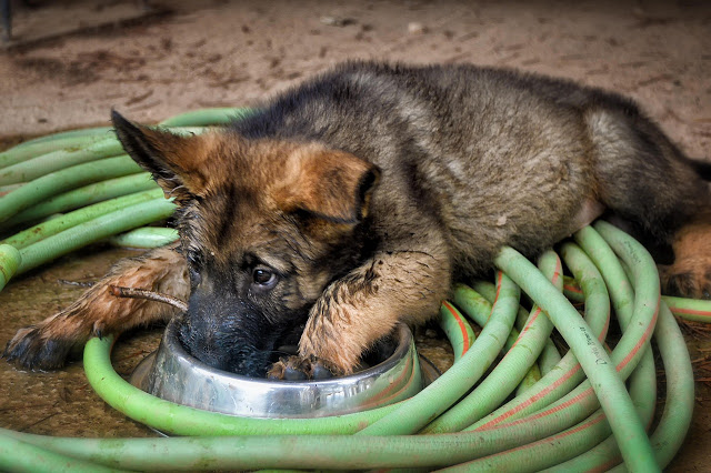 Giống Chó German Shepherd