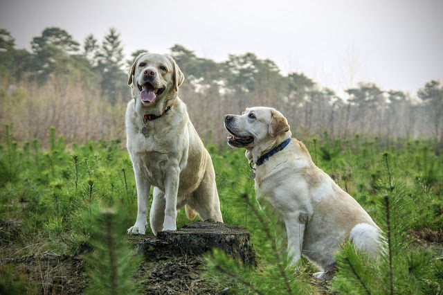 Chó tha mồi Labrador- 