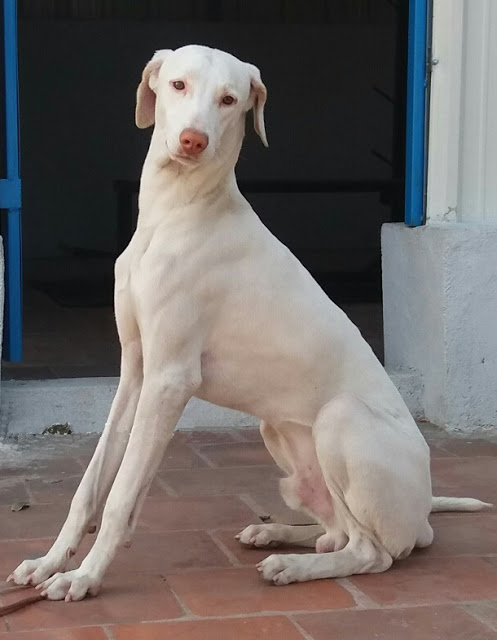 Chó săn Rajapalayam (Rajapalayam)